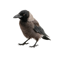 Crow Stands on White Background Showing Its Distinct Features and Posture