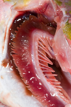 Gills of a Yellowtail Snapper