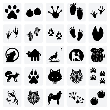 Tracking Clues From Diverse Species &ndash; Featuring Footprints From Elephants, Frogs, Lizards, And Ostriches For Nature Guides.