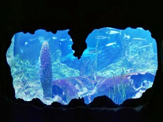 Fototapeta premium Underwater scene in a public aquarium tank, featuring diverse fish species swimming around a large, detailed airplane wreck or artificial reef structure viewed through a dark, cave-like opening