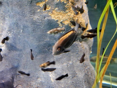 A triangle cichlid (Uaru amphiacanthoides) swims in a blue-lit public aquarium tank
featuring artificial rocks and plants. The fish has a distinctive black wedge-shaped mark on
its side, and several s