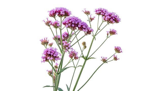 verbena bonariensis the purpletop vervain isolated on transparent background