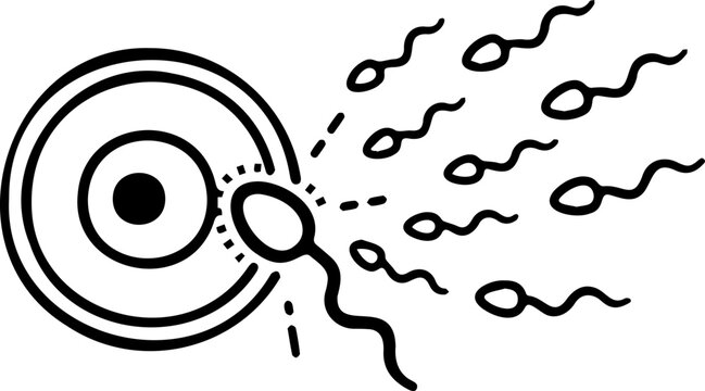 Human fertilization and conception line art icon, sperm cells swimming toward ovum egg, minimalist reproductive health medical illustration