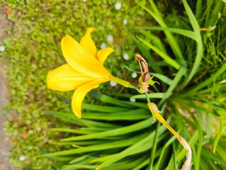 Close-up of a bright yellow daylily flower growing among long green leaves in a garden bed with mossy ground.