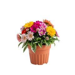 Bright Flowers in a Pot Placed on a White Background With Different Colored Blooms and Leaves Visible