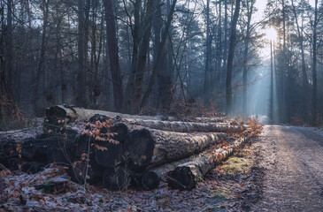Herbstliches Licht mit Dunst am Morgen Holzpolter im Wald Forst