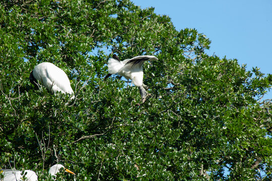 Great Heron in a tree