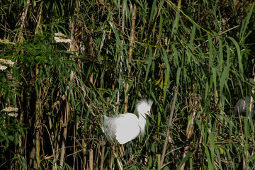 Snowy Egret