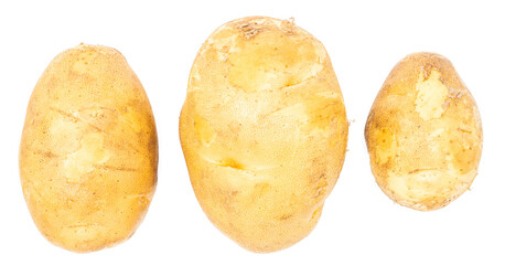 Fresh raw potatoes picked from the ground. Organic farming products.