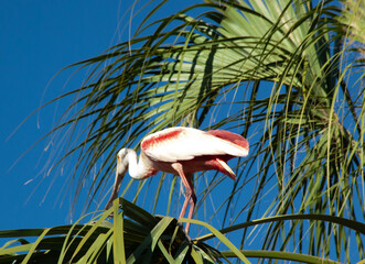 Roseate Spoonbill