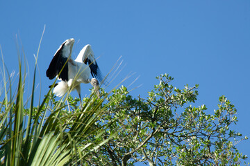 Wood Stork