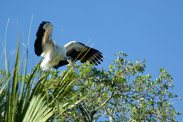 Wood Stork