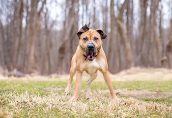 A mixed breed dog barking at the camera
