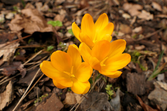 Crocus flavus also known as Dutch yellow or snow crocus breaking through wood chippings in a flower bed
