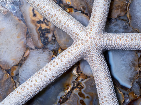 Detail of the endoskeleton of a starfish section positioned over polished agates
