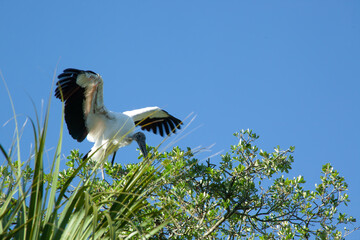 Wood Stork