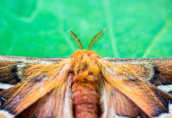 Close up of a giant Tulip-tree Silkmoth © Mary Swift