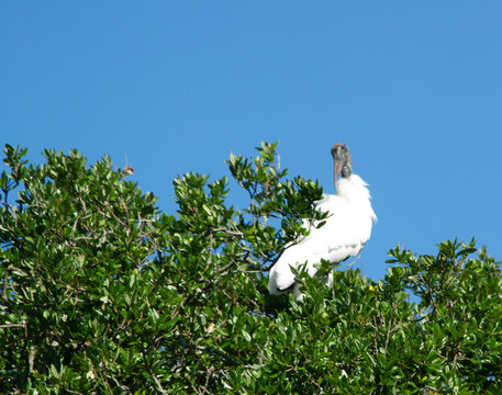 Wood Stork in a tree