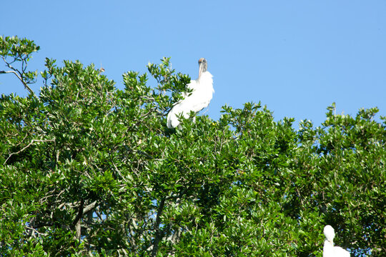 Wood Stork in a tree