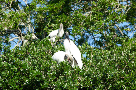 Wood Stork in a tree