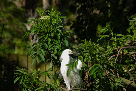 White Ibis