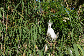 Snowy Egret