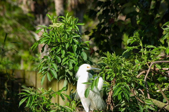 White Ibis
