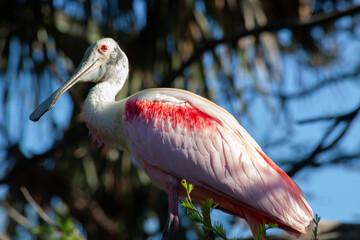 Roseate Spoonbill