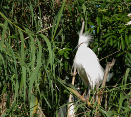 Snowy Egret