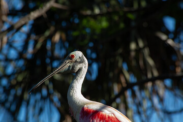 Roseate Spoonbill