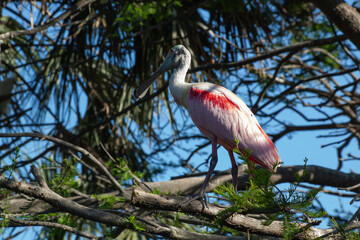 Roseate Spoonbill