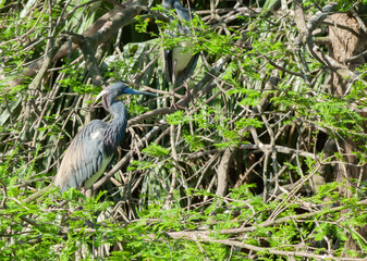 Tri Colored Heron