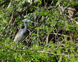 Tri Colored Heron