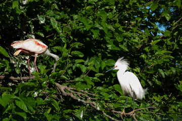 Snowy Egret