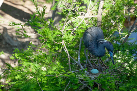 Try colored heron on her nest