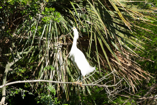 White Ibis