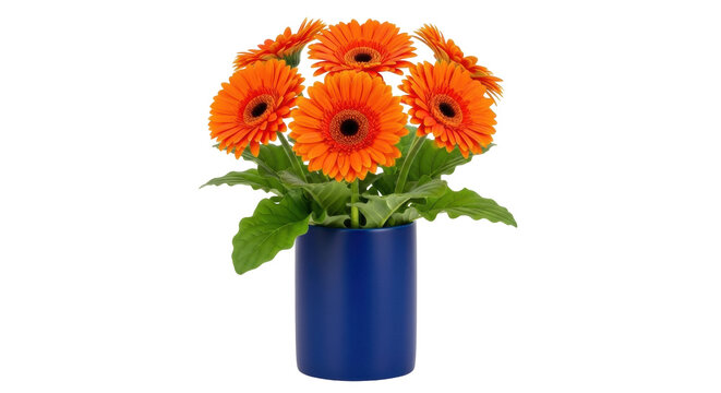 Bright orange gerbera daisies in a blue pot isolated PNG, vibrant flowers on transparent background for spring and summer designs