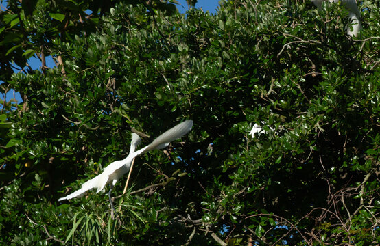 A bird in flight