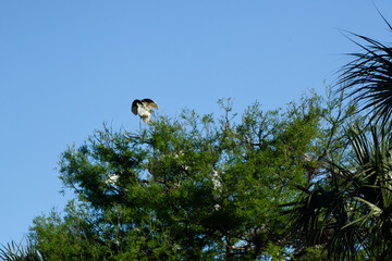Wood Stork