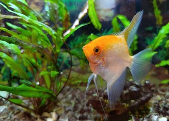 Obraz premium goldfish in aquarium Golden angelfish in a Nature aquarium. Cichlids 