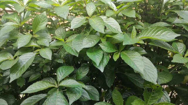 Tropical herbal plant Strobilanthes crispus leaves blowing in the wind