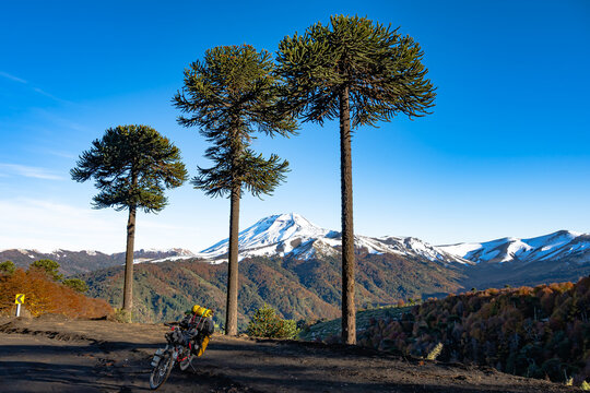 Bicicleta entre ar&aacute;ucas en oto&ntilde;o con volcan nevado al fondo