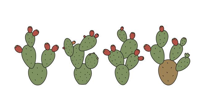 rojas succulents and cacti Shop 'Peanut Cactus - Echinopsis chamaecereus' Care & Growing Guide