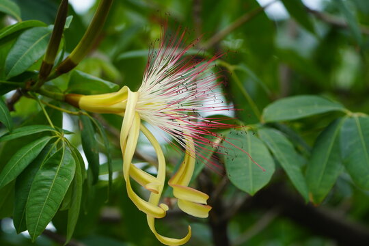 Pachira aquatica&nbsp;is a&nbsp;species&nbsp;of tropical wetland tree in the mallow family&nbsp;Malvaceae, native to&nbsp;Central&nbsp;and&nbsp;South America&nbsp;where it grows in swamps.&nbsp; Fortaleza &ndash; Cear&aacute;, Brazil.