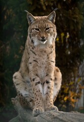 Obraz premium Eurasian lynx