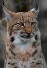Fototapeta premium Eurasian lynx