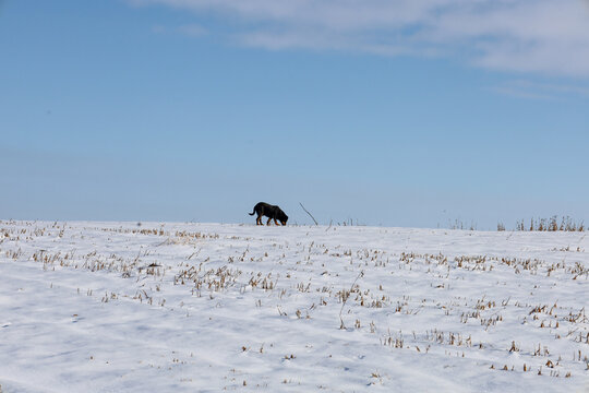 ​A black dog intently follows a scent across a snowy agricultural field under a clear blue sky. The animal wanders alone among crop remnants poking through the pristine white snow on a bright winter d