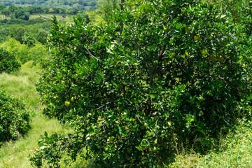 Fototapeta premium Full orange tree with ripe fruits in a sunny citrus orchard, sustainable fruit plantation field under a clear blue sky in a rural landscape.