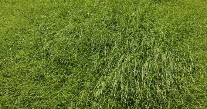 Tall green grass sways in the wind on a sunny summer day