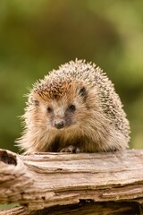 European hedgehog (Erinaceus europaeus) wildlife portrait on wooden log © Vladis